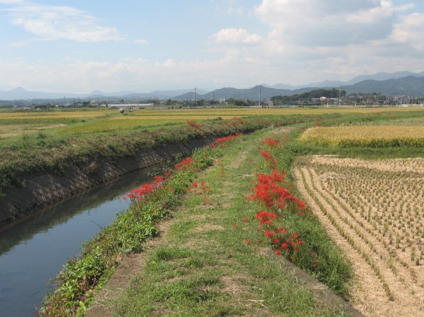 彼岸花の咲く川辺