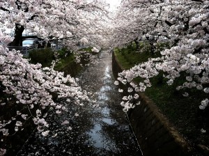 １０日前の桜祭り会場
