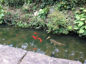 金魚と鯉