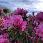 F9310C92-ACAE-49F4-88BE-FC4667FAEEF2