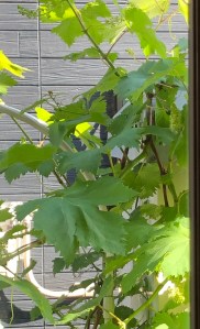 D5EFF828-6F9A-4274-950C-97B76EF4CE53