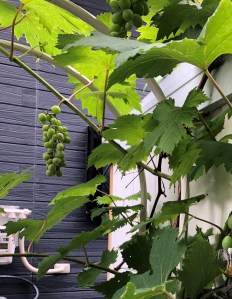 2318CCEA-1D50-43C4-937C-D134D626AE0C